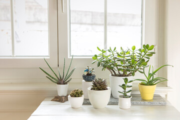 Collection of various house plants indoor. Group of potted plants in room by the window. Cacti and  succulent arrangement, modern style, trendy home decor.