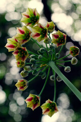 Flower - Allium bulgaricum - Nectaroscordum bulgaricum - detailed view from below