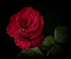red rose with water drops isolated in black background