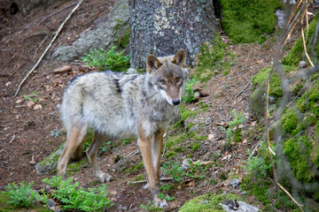 Naklejka na ściany i meble Grey wolf, National Park Sumava, Czech Republic.