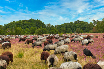 Heidschnucken in der Lüneburger Heide bei Undeloh