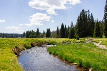 Fototapeta na wymiar Summer in National Park Sumava, Javori potok, Czech Republic.