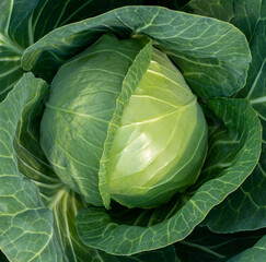 head of young green cabbage close-up.