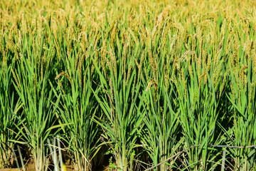 During the harvest season in autumn, golden paddy fields and rice grow and mature in the fields