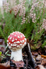 Little fly agaric or fly amanita mushroom on the forrest floor