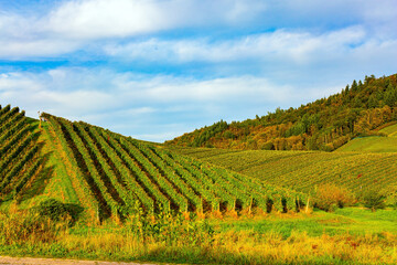 Magnificent vineyards before harvest