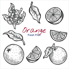 Vector sketch illustration of orange set drawing isolated on white. half, whole and blossom. Engraved style. Ink. natural business. Vintage, retro object for menu, label, recipe, product packaging