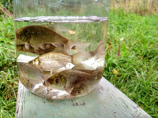 Little fish on a jar with a fake plants inside outdoors. Country fishing.
