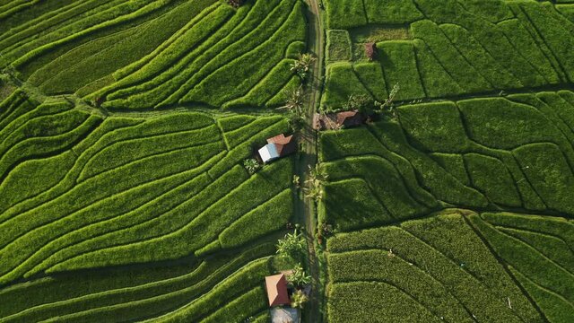 Rural road crossing through wonderful abstract rice terrace field of Jatiluwih