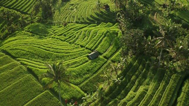 Small Balines farm house in lush tropical rice fields of Jatiluwih, golden hour