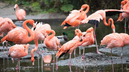 flamingos in the water