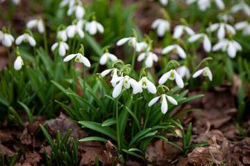 Flowers snowdrops in garden, sunlight. First beautiful snowdrops in spring. Common snowdrop blooming. Galanthus nivalis bloom in spring forest.
