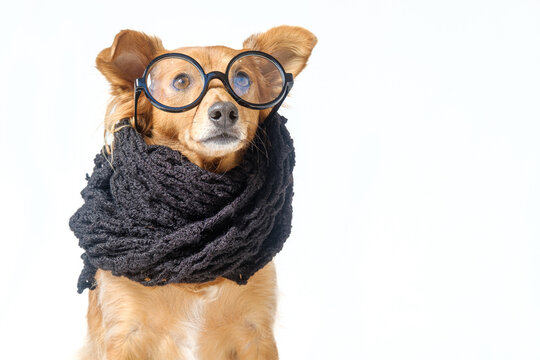 Funny dog dressed up as a grandma with glasses and scarf