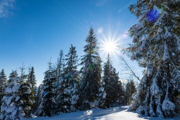 Fototapeta na wymiar Fascinating sunny landscape of a winter forest