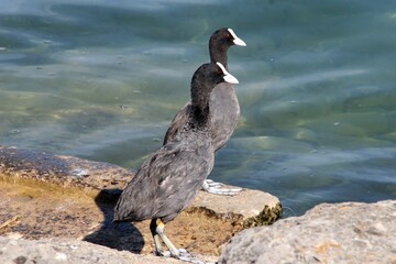 Anades