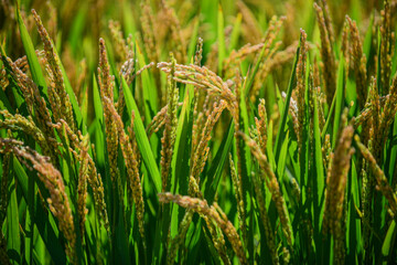 During the harvest season in autumn, golden paddy fields and rice grow and mature in the fields