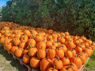 K&uuml;rbis halloween