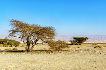 Naklejka premium Acacia trees and landscape of Arava Stream and Edom Mountains
