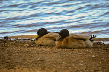 Khaki Campbell duck, with white feathers, perched on the ground.