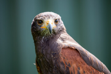 red tailed hawk