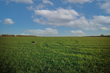 green sown fields in autumn in Russia