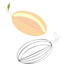 An outline jpeg illustration of two cut melons isolated on transparent background. Designed in orange, pink, black and white colors as a coloring book page