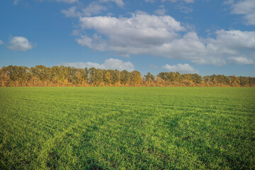Fototapeta premium green sown fields in autumn in Russia