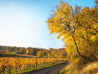 Naklejka premium Golden Autumn forest landscape with big vibrant trees