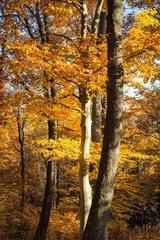 Golden Autumn forest landscape with big vibrant trees