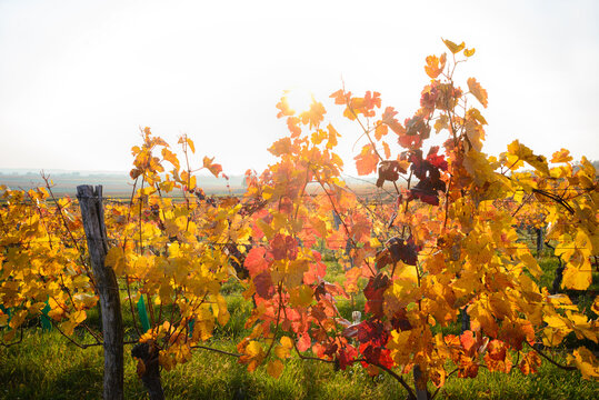 Autumn vineyard leaves