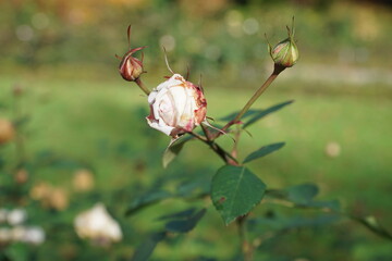 Rosenblüte
