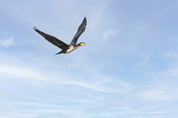 Lovely Phalacrocorax carbo or Great cormorant bird flying high in the sky on a sunny day