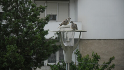 A pair of ring doves standing on top of a street lamp in an urban area. A thuja tree and a window...