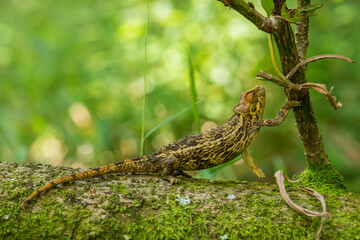 Coarse Chameleon - Trioceros rudis, beautiful colored lizard from African forests, Mgahinga, Uganda.