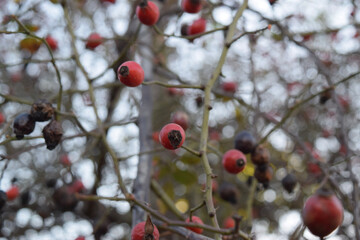 Rose hip