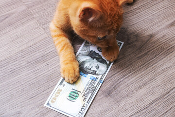 Kitten playing in a pile of dollar bills