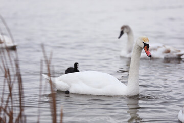 White swan flock in spring water. Swans in water. White swans. Beautiful white swans floating on the water. swans in search of food. selective focus