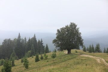 mountainous countryside in summertime. path uphill in to the distance. trees on the rolling hills....