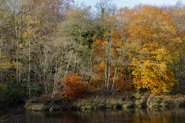 Autumnal trees by the river South Tyne, Northumberland, UK