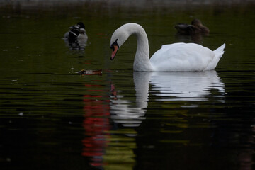A white swan swimming on a pond with dark water. The white swan is reflected in the water. The mute swan.