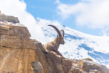 Beautiful Alpine ibex in the snowy mountains of Gran Paradiso National Park of Italy