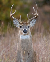 Fototapeta premium White-tailed Deer Buck