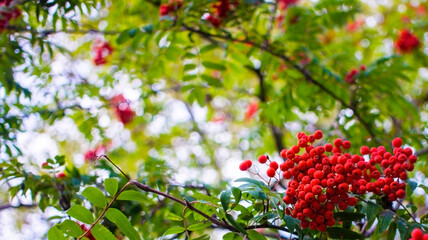 A branches of rowan with red berries background blue sky banner. Autumn and natural background. Autumn banner with rowan berries and leaves. Copy space.