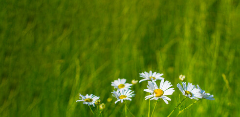 Blooming daisies in the sun on a blurry background of grass