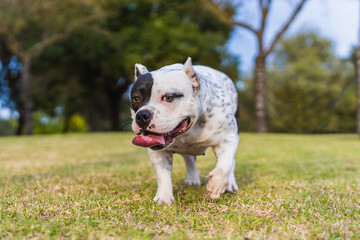 Tired american bully dog walking with the tongue out in a park