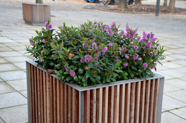 Fototapeta na wymiar part of autumn combined plantings, green perennials on balconies and terraces, they are often planted on graves, rockeries, heaths and front gardens and squares. large flower pots set up on pavement