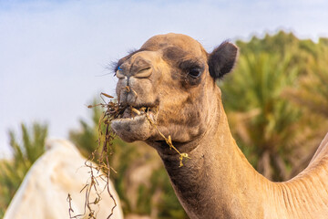 Camels eating hay in the camp of Sahara Desert, Merzouga, Morocco