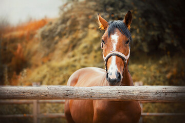 A cute, beautiful sorrel horse with a halter on its muzzle stands in a paddock with a wooden fence...