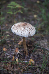 The white fungus Macrolepiota excoriata grows in a forest