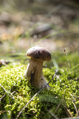 Boletus edulis - an edible fungus grows among the trees in the moss. The boletus has a brown head and a white leg.